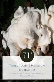 Attēlu rezultāti vaicājumam “Hericium cirrhatum”