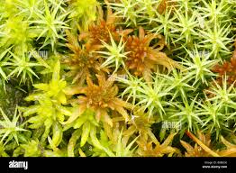 Attēlu rezultāti vaicājumam “Sphagnum papillosum”