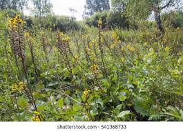 Attēlu rezultāti vaicājumam “Ligularia sibirica”