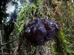 Attēlu rezultāti vaicājumam “Exidia truncata”