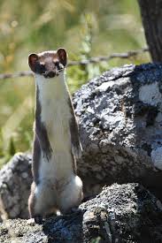 Attēlu rezultāti vaicājumam “Mustela erminea adult”