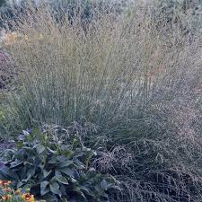 Attēlu rezultāti vaicājumam “Molinia caerulea flower”