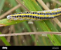 Attēlu rezultāti vaicājumam “Calophasia lunula larva”