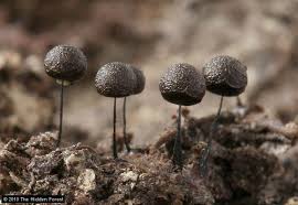 Attēlu rezultāti vaicājumam “Lamproderma pulchellum macro”