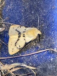 Attēlu rezultāti vaicājumam “Spilosoma lutea imago”