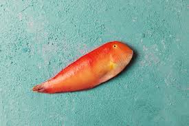 Image result for Xyrichtys novacula