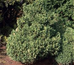 Attēlu rezultāti vaicājumam “Conardia compacta”