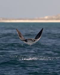 Image result for Mobula munkiana