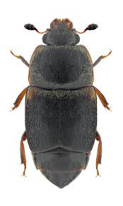 Attēlu rezultāti vaicājumam “Nitidulidae”