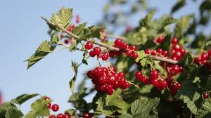 Attēlu rezultāti vaicājumam “Ribes spicatum”