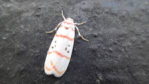 Attēlu rezultāti vaicājumam “Spilosoma sp.”
