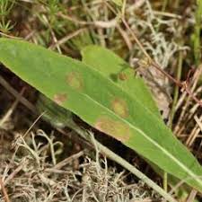 Attēlu rezultāti vaicājumam “Cystiphora sanguinea”