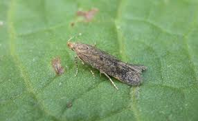 Attēlu rezultāti vaicājumam “Semioscopis avellanella imago”