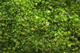 Attēlu rezultāti vaicājumam “Nardia geoscyphus”