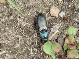 Attēlu rezultāti vaicājumam “Selatosomus aeneus”