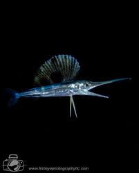 Image result for Istiophorus platypterus