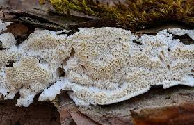 Attēlu rezultāti vaicājumam “Cinereomyces lindbladii”