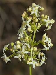 Attēlu rezultāti vaicājumam “Galium album”