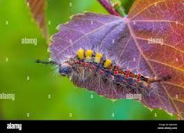 Attēlu rezultāti vaicājumam “Orgyia antiqua”