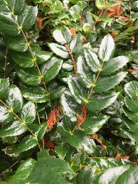 Attēlu rezultāti vaicājumam “Berberidaceae”