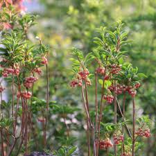 Attēlu rezultāti vaicājumam “Enkianthus campanulatus”