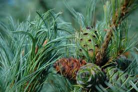 Attēlu rezultāti vaicājumam “Pinus pumila”