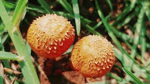 Attēlu rezultāti vaicājumam “Reticularia jurana macro”