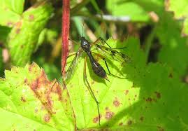 Attēlu rezultāti vaicājumam “Ptychoptera sp. female”