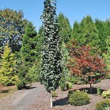 Attēlu rezultāti vaicājumam “Populus tremula”