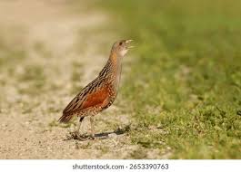 Attēlu rezultāti vaicājumam “Crex crex adult”