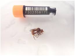 Attēlu rezultāti vaicājumam “Sicus ferrugineus”