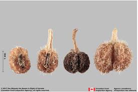 Attēlu rezultāti vaicājumam “Galium schultesii fruit”