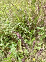 Attēlu rezultāti vaicājumam “Odontites vulgaris”