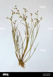 Attēlu rezultāti vaicājumam “Juncus bufonius bud”