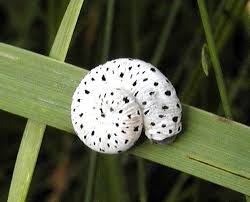 Attēlu rezultāti vaicājumam “Tenthredo scrophulariae larva”