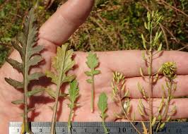 Attēlu rezultāti vaicājumam “Rorippa palustris leaf”