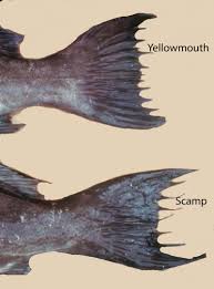 Image result for Mycteroperca interstitialis