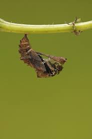 Attēlu rezultāti vaicājumam “Araschnia levana underside”