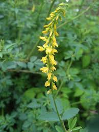 Attēlu rezultāti vaicājumam “Melilotus”