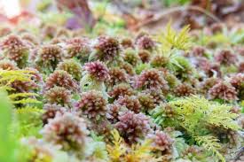 Attēlu rezultāti vaicājumam “Thuidium tamariscinum”