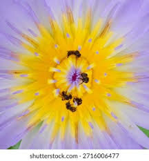 Attēlu rezultāti vaicājumam “Lotus sp. flower”