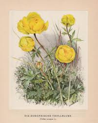 Image result for Trollblume