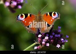 Attēlu rezultāti vaicājumam “Inachis io upperside”