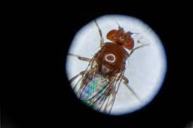 Attēlu rezultāti vaicājumam “Drosophila melanogaster”