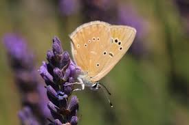 Attēlu rezultāti vaicājumam “Agrodiaetus damon underside”