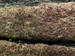 Attēlu rezultāti vaicājumam “Hypoxylon vogesiacum”