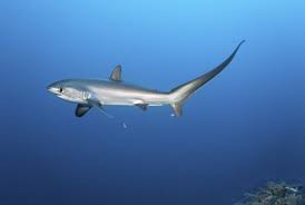 Image result for Alopias vulpinus