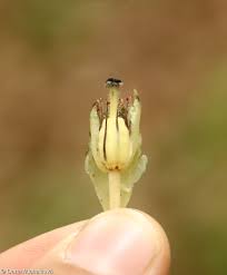 Attēlu rezultāti vaicājumam “Monotropa hypopitys bud”