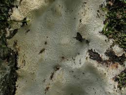 Attēlu rezultāti vaicājumam “Perenniporia medulla-panis”