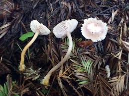 Attēlu rezultāti vaicājumam “Mycena viscosa”